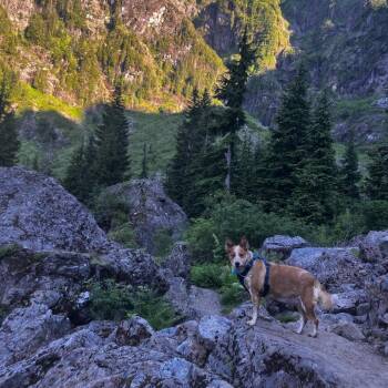 lil bit -  Cattle Dog Dog for Adoption in Bellingham, Washington - Lil Bit | PetCurious