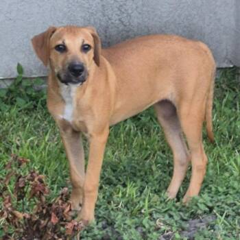 Star -  Hound and Mixed Breed Dog for Adoption in Corpus Christi, Texas - Star | PetCurious