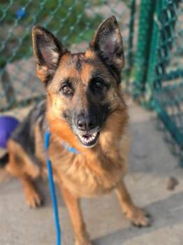 PURPLE -  German Shepherd Dog Dog for Adoption in St. Peters, Missouri - PURPLE | PetCurious
