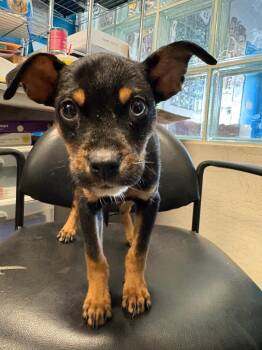 Reishi -  Australian Cattle Dog Blue Heeler Dog for Adoption in Carson City, Nevada - Reishi | PetCurious