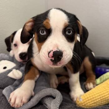 Rescue Mixed Breed Dogs for Adoption in New York, New York - Hercules | PetCurious