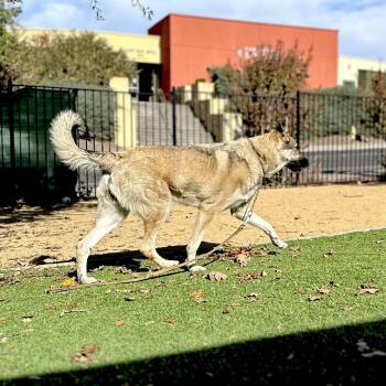 Rainy - ECAS -  German Shepherd Dog and Mixed Breed Dog for Adoption in Pleasanton, California - Rainy - ECAS | PetCurious