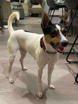 Rescue Rat Terrier Dogs for Adoption in Baltimore, Maryland - Missy | PetCurious