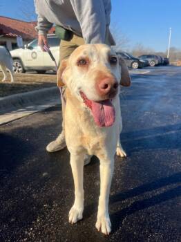 Labrador Retriever and Mixed Breed Dogs Available for Adoption - Bo | PetCurious