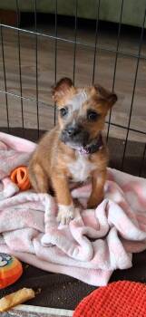 Chihuahua Dogs Available for Adoption - Gabriella | PetCurious