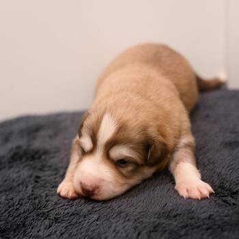 Mixed Breed Dogs Available for Adoption in Chapel Hill, North Carolina - Hamlet | PetCurious