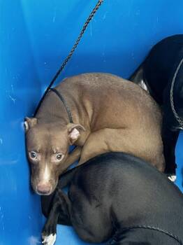 SAVANNAH -  Mixed Breed Dog for Adoption in Dallas, Texas - SAVANNAH | PetCurious