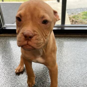 Mixed Breed Dogs Available for Adoption - Strawberry Shortcake | PetCurious