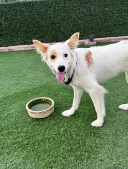 Piccolo - Foster Needed -  Collie Dog for Adoption in Huntingtown, Maryland - Piccolo - Foster Needed | PetCurious