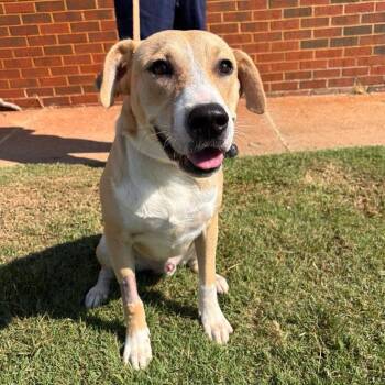 Cheddar -  Labrador Retriever and Pit Bull Terrier Dog for Adoption in Stillwater, Oklahoma - Cheddar | PetCurious