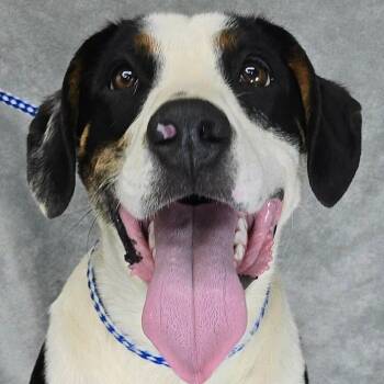 FOSTER NEEDED - Kylar -  Greater Swiss Mountain Dog and Mixed Breed Dog for Adoption - FOSTER NEEDED - Kylar | PetCurious