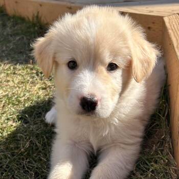 Husky Dogs Available for Adoption in Oakville, Ontario - Sandy | PetCurious