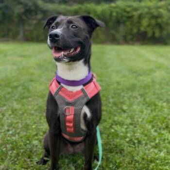 FERN -  Labrador Retriever Dog for Adoption in Wayne, New Jersey - FERN | PetCurious