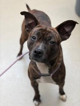 Pit Bull Terrier Dogs Available for Adoption - ARIA | PetCurious