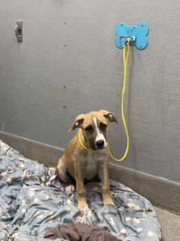 SOAP -  Pit Bull Terrier and Mixed Breed Dog for Adoption in Las Vegas, Nevada - SOAP | PetCurious