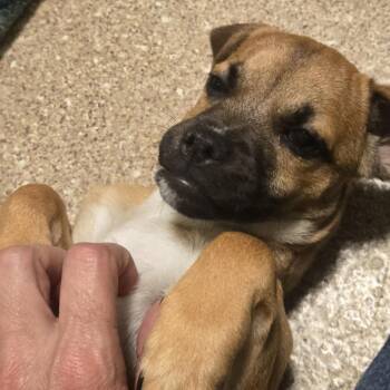 Cinnamon -  Mixed Breed Dog for Adoption in Sonoma, California - Cinnamon | PetCurious