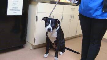 LUCKY -  Pit Bull Terrier and Mixed Breed Dog for Adoption in Cookeville, Tennessee - LUCKY | PetCurious