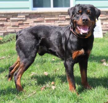 Amityville Rocco - Courtesy post -  Rottweiler Dog for Adoption in Deering, New Hampshire - Amityville Rocco - Courtesy Post | PetCurious