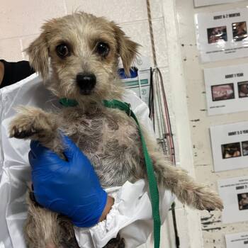 Shrimp -  Terrier and Mixed Breed Dog for Adoption in Edinburg, Texas - Shrimp | PetCurious