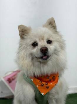 Truelove-One of our Amazing Rescue Dogs -  Pomeranian and American Eskimo Dog Dog for Adoption in Carlsbad, California - Truelove-One Of Our Amazing Rescue Dogs | PetCurious