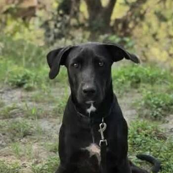 Tucker -  Black Labrador Retriever and Weimaraner Dog for Adoption in Boerne, Texas - Tucker | PetCurious