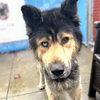 Shepherd and Siberian Husky Dogs Available for Adoption - Nice | PetCurious