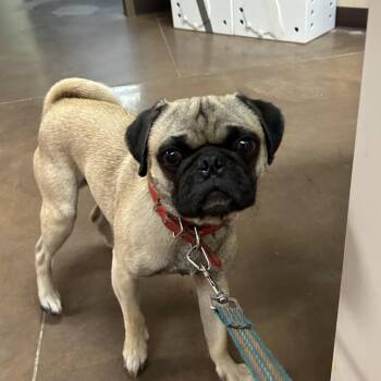 Milo -  Pug Dog for Adoption in Flagstaff, Arizona - Milo | PetCurious