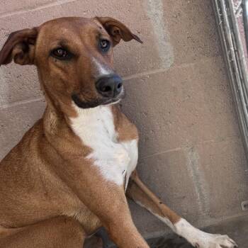 moona -  Shepherd and Mixed Breed Dog for Adoption in Yuma, Arizona - Moona | PetCurious