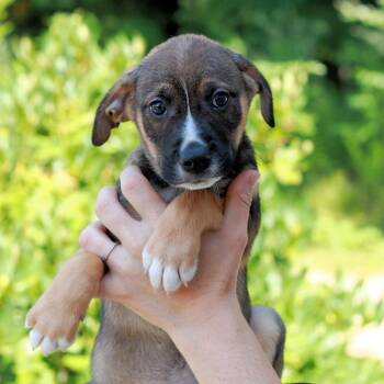 CT Roast avail Aug 15 (Tractor Supply- Putnam, CT) -  Australian Shepherd and Mixed Breed Dog for Adoption in Eastford, Connecticut - CT Roast Avail Aug 15 (Tractor Supply- Putnam, CT) | PetCurious
