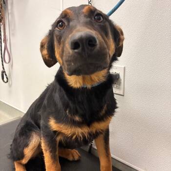 Moira -  Shepherd and Mixed Breed Dog for Adoption in Abilene, Texas - Moira | PetCurious