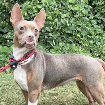 Cassie -  Terrier Dog for Adoption in Birmingham, Alabama - Cassie | PetCurious