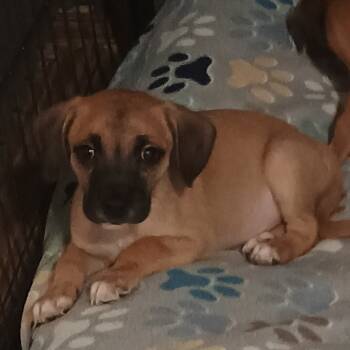 Rescue Chihuahua and Terrier Dogs for Adoption in Summerfield, North Carolina - Fester | PetCurious