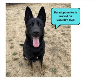 SCAR -  German Shepherd Dog Dog for Adoption in Santa Cruz, California - SCAR | PetCurious