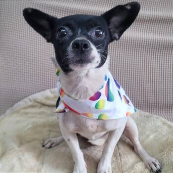 Chihuahua Dogs Available for Adoption in Manchester, New Hampshire - Beatrix In NH. Come Meet Our Adoptable Dogs Wednesday-Saturday.  | PetCurious