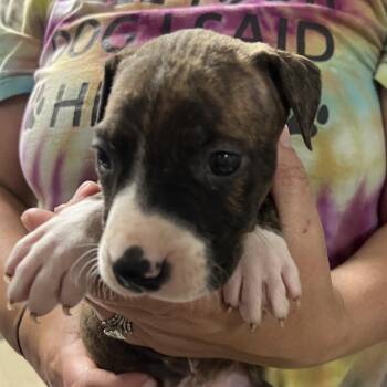 Beryl -  Pit Bull Terrier and Mixed Breed Dog Available for Adoption in East St. Louis, Illinois - Beryl | PetCurious
