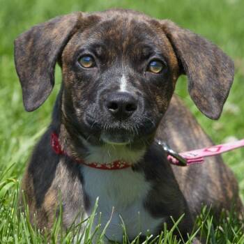 Mandi -  Labrador Retriever Dog for Adoption in South Elgin, Illinois - Mandi | PetCurious