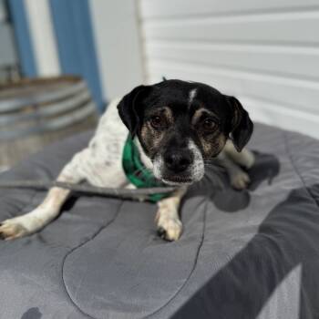 Rescue Chihuahua Dogs for Adoption in Newberg, Oregon - Encino | PetCurious