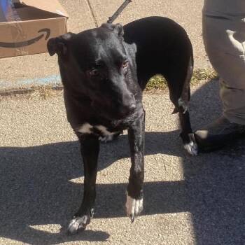 Moon Stray Hold 10/31 -  Mixed Breed Dog for Adoption in Huntington, West Virginia - Moon Stray Hold 10/31 | PetCurious