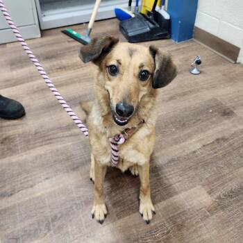 Cotton Candy -  Dachshund and Retriever Dog for Adoption in Incline Village, Nevada - Cotton Candy | PetCurious