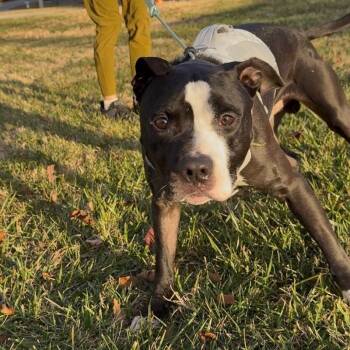 Russell -  Pit Bull Terrier and Mixed Breed Dog for Adoption in Roanoke, Virginia - Russell | PetCurious