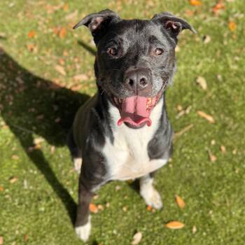 Rescue Mixed Breed Dogs for Adoption in Milton, Florida - Thor | PetCurious