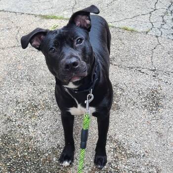 Rescue Mixed Breed Dogs for Adoption in Oak Park, Illinois - Babybel | PetCurious