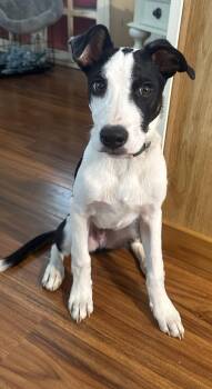 American Staffordshire Terrier and Australian Cattle Dog Blue Heeler Dogs Available for Adoption in Olympia, Washington - Murphy | PetCurious