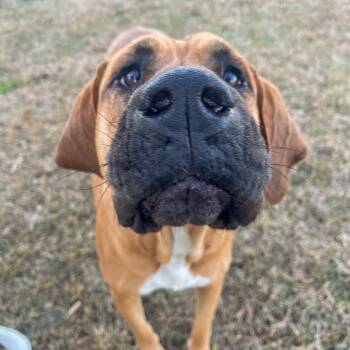 Rescue Mixed Breed Dogs for Adoption in Bentonville, Arkansas - Daisy | PetCurious