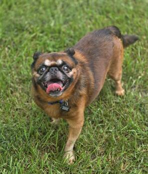 Marvin -  Brussels Griffon Dog for Adoption in Lisbon, Iowa - Marvin | PetCurious
