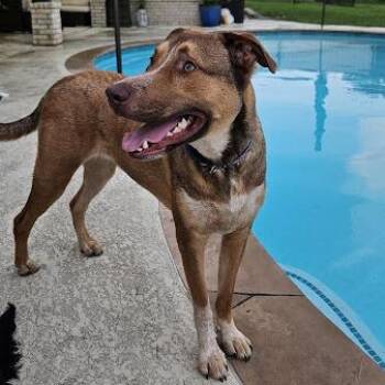Goober -  Labrador Retriever Dog for Adoption in Webster, Texas - Goober | PetCurious