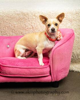 Chiweenie Dogs Available for Adoption in Plano, Texas - MiMi | PetCurious