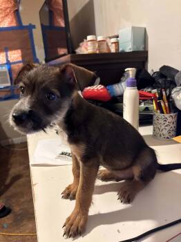 Dave -  Schnauzer and Terrier Dog for Adoption in Joshua, Texas - Dave | PetCurious