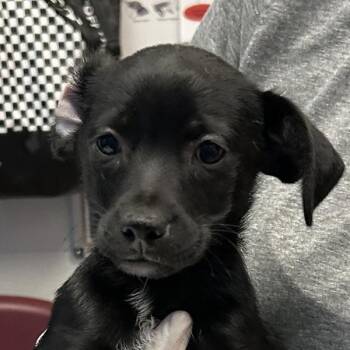Moose -  Chihuahua and Terrier Dog for Adoption in Golden, Colorado - Moose | PetCurious