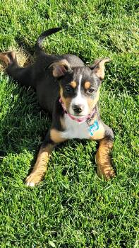 Spring -  Afghan Hound and Beagle Dog for Adoption in Sheboygan, Wisconsin - Spring | PetCurious